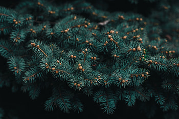 Needle, Macro, Branch, Needles, Barbed, Spiny, Christmas Tree, Evergreen HD wallpaper