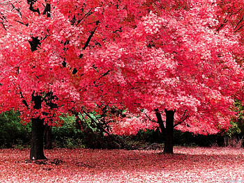 Landscape, Trees, Autumn HD wallpaper
