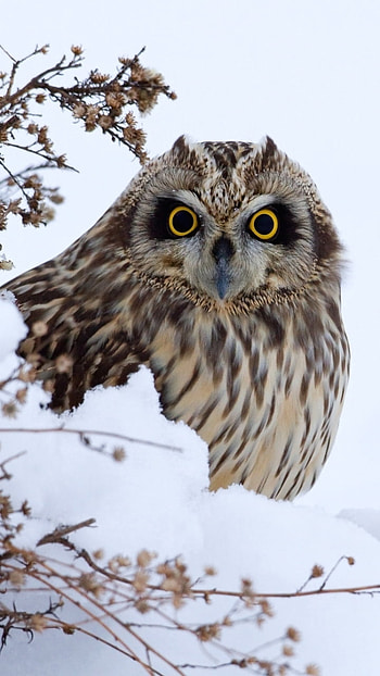 Animal, owl HD phone wallpaper