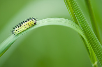 Macro, Insect, Larva, Sawfly Oak Green, Pilgrim Oak Green HD wallpaper