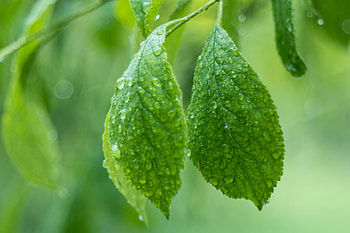 Leaves, Drops, Plant, Macro HD wallpaper