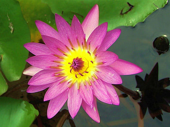 Beautiful Flower, cool, beautiful, , flower HD wallpaper