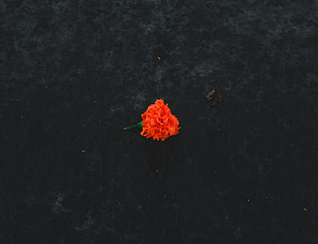 Flowers, Flower, Land, Earth, Marigold, Velvet HD wallpaper