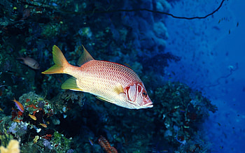 Animals, Water, Underwater World, To Swim, Swim, Fish HD wallpaper