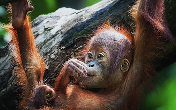 Orangutan, Cute monkey, Adorable charm, Endearing creatures HD wallpaper