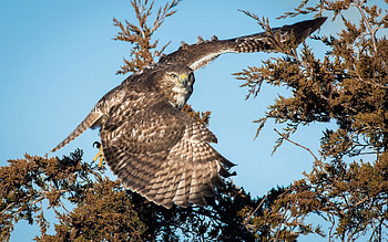 Animals, Bird, Wood, Tree, Branches, Eagle HD wallpaper