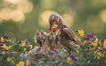 Birds, baby, feeding, food HD wallpaper