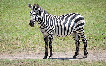 Zebra, animal, stripes, Africa HD wallpaper