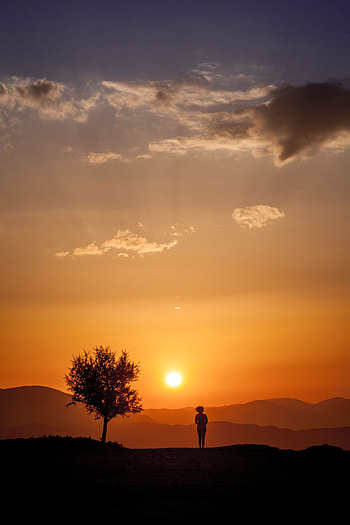 Sunset, Dark, Silhouette, Wood, Tree, Loneliness, Sunlight HD phone wallpaper