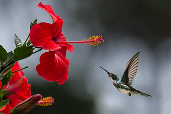 Hummingbird, Bird, Hibiscus, Red HD wallpaper