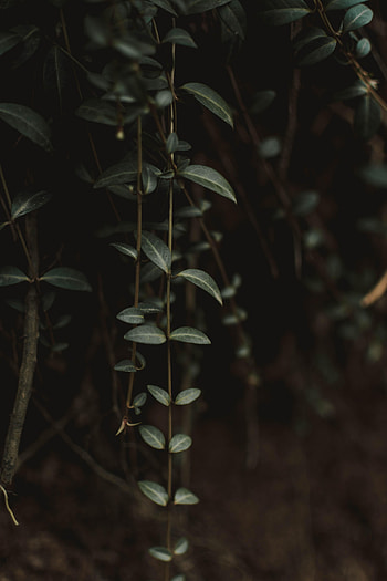 Nature, Leaves, Plant, Close-Up HD phone wallpaper