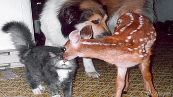 good friends, dog, cat, deer, animals HD wallpaper