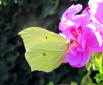 Butterfly, butterflies, pink, graphy, animals, yellow, flower, macro HD wallpaper