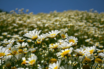 Flowers, Camomile, Petals, Field HD wallpaper