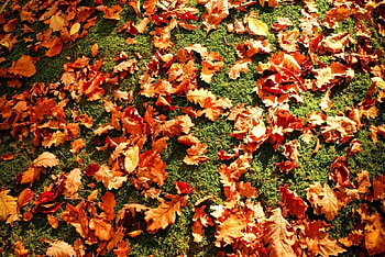 Autumn Leaves, autumn, leaves, nature, fall HD wallpaper