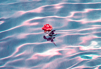 Love Underwater, love, rose, artist, artwork, digital-art HD wallpaper