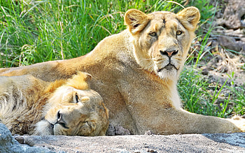 Animals, Lions, Predators, Rock, Couple, Pair, To Lie Down, Lie, Stone, Sleep, Dream HD wallpaper