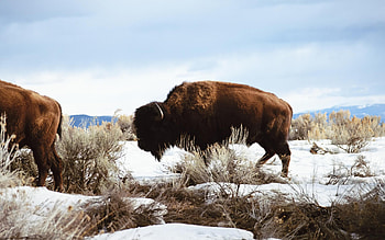 American bison in , Gorgeous bison , Bison as pet birds, Bison beauty captured HD wallpaper
