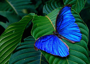 hypochiona, blue, butterflies, nature, animals HD wallpaper