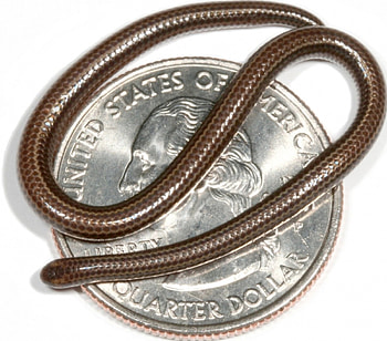 *** Snake ***, snake, brown, money, animals HD wallpaper