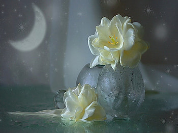 Moonlight dreams, white, vase, beautiful, stars, half moon, moonlight, moon, glass, flowers, dreamy HD wallpaper
