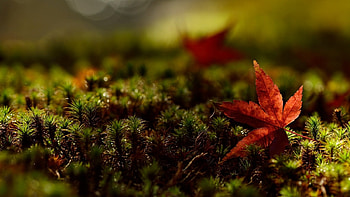 Maple leaf on moss, graphy, fall, leaves, moss, autumn, nature, leaf HD wallpaper