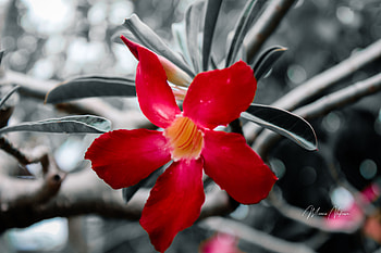 Adenium obesum Red, whatabout, vaytinchapagribank, womenbronze5, zinccello28, Asadkhan12, beecrink2, bookwire57, weightrobert6, BraydenMilliner, armcolon78, violapanda89, whitevirgo8, bottlewhite12, appvaytiennhanhbankso, babiesauthor21 HD wallpaper