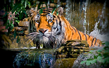 Animals, Tigers HD wallpaper