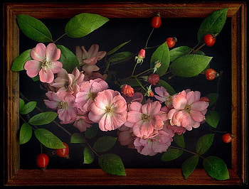 Living Art, pink, leaves, roses, framed, rosehips, floral HD wallpaper