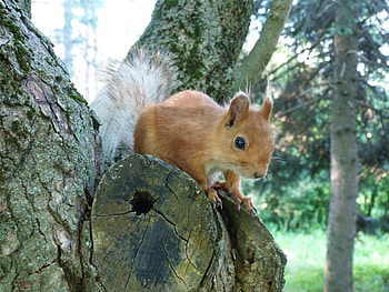 Animals, Squirrel, Wood, Tree, Muzzle, Peek Out, Look Out HD wallpaper