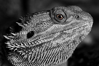 Lizard reptile, Monochrome pattern, Chromebook pixel, High-definition ry HD wallpaper