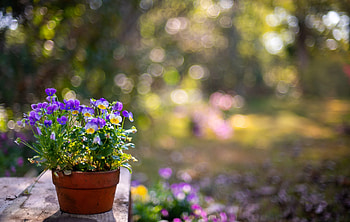 Violet, , Flower, Pansy, Pot Plant HD wallpaper