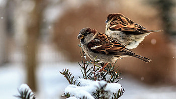 Sparrows in Winter Snow F, winter, animal, bird, graphy, beautiful, avian, wide screen, wildlife, snow, , sparrows HD wallpaper