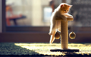 Animals, Cat, Kitty, Kitten, Playful, Climb HD wallpaper