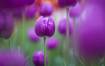 Purple Colour Tulips, purple, flowers HD wallpaper