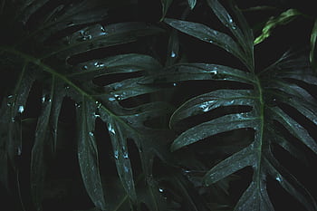 Close-up of lush monstera leaves with raindrops, showcasing natural wet foliage in low light. HD wallpaper