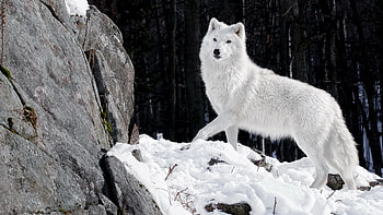 Arctic Wolf, Wolf , Mesmerizing beauty, Nature's wonder HD wallpaper