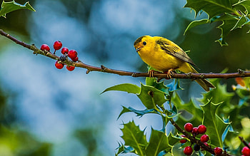 Birds, Animals HD wallpaper