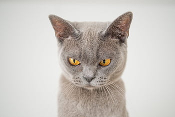 A detailed close-up of a grey cat with striking yellow eyes against a white background. HD wallpaper