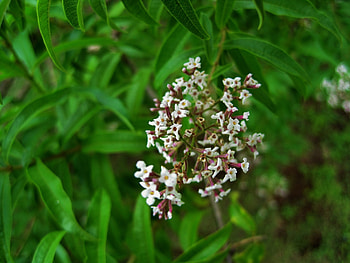 Lemon Verbena benefits, Contraindications, Growing , Aloysius lemon verbena HD wallpaper