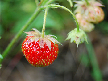 Food, Leaves, Branch, Berry, Ripe HD wallpaper