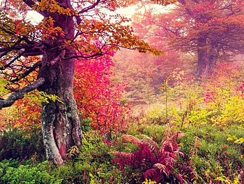 Autumn Forest, leaves, fall, trees, autumn, nature, forest HD wallpaper