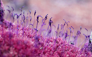 Grass, Macro, Color, Moss, Coloured, Seeds, Seed HD wallpaper