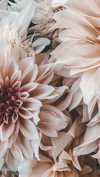 flowers HD phone wallpaper