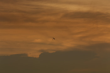 Sunset, Sky, Minimalism, Parachute, Parachutist HD wallpaper