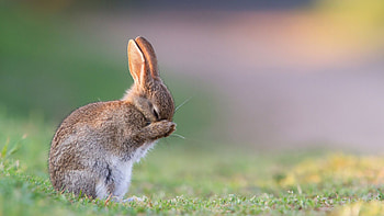 Baby, Hares HD wallpaper