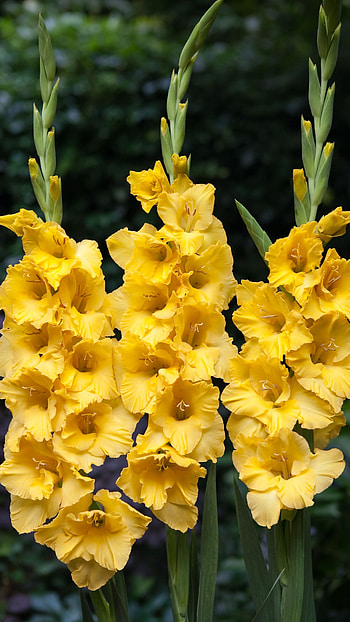 Gladioli, Gladioli Yellow HD phone wallpaper