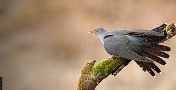 Cuckoo tracking project, Avian research, Migration mysteries, Nature's detectives HD wallpaper