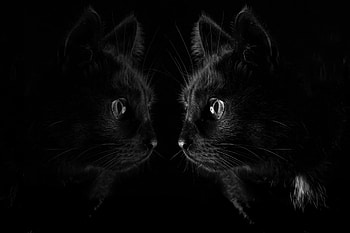 Animal, Cat, Reflection, Cats HD wallpaper
