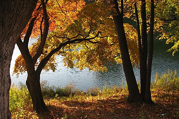 autumn lake, fall, trees, autumn, nature, lake HD wallpaper
